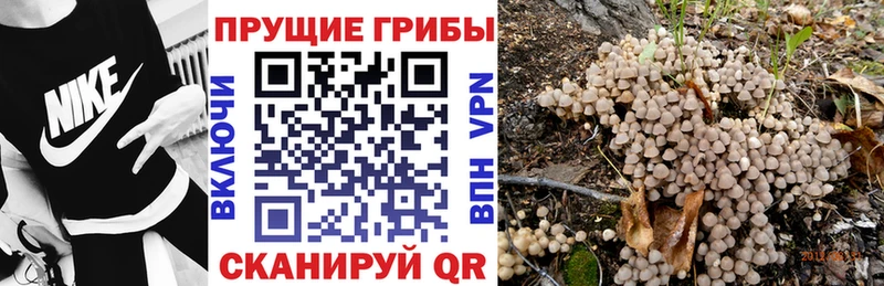Галлюциногенные грибы Cubensis  Зима 